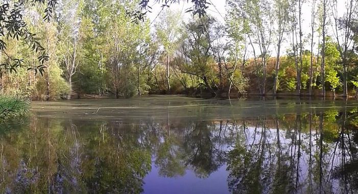 En este momento estás viendo La FAPA organiza una visita al Entorno Meaques-Retamares y otra al parque forestal de Valdebebas